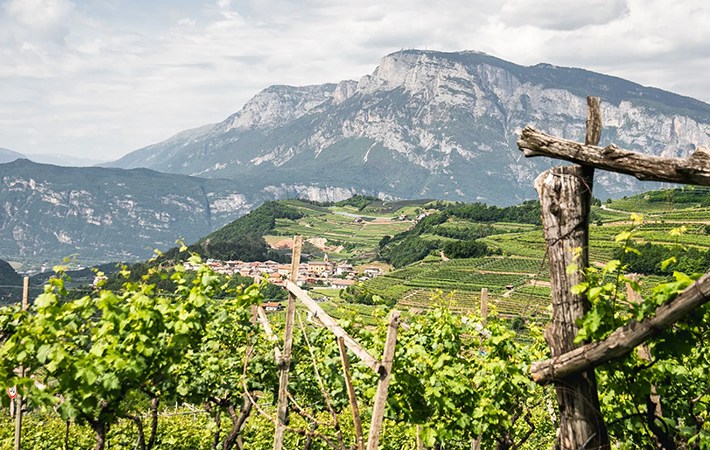 Rossara druiven in hooggelegen wijngaard in Trentino