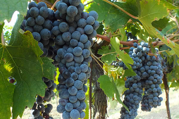 Raboso druiven in rijpe trossen aan de wijnstok in Veneto