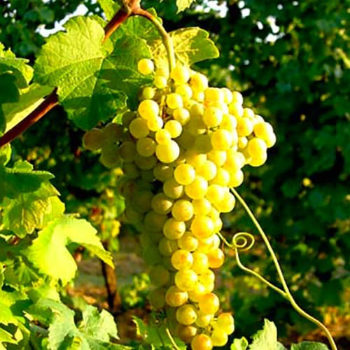 Verdicchio druiven aan de wijnstok bij Castelli di Jesi”