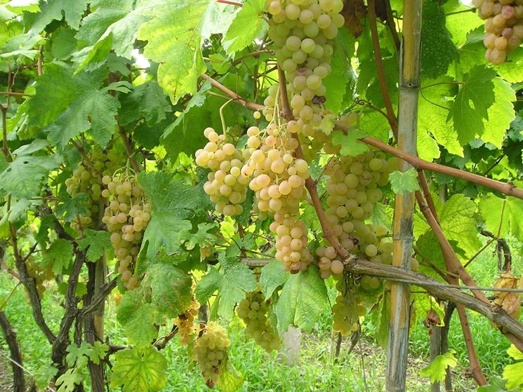 Tros Zibbibo druiven aan de wijnrank