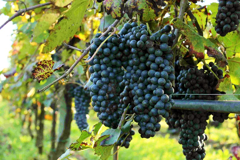 volle trossen Raboso in de wijngaard