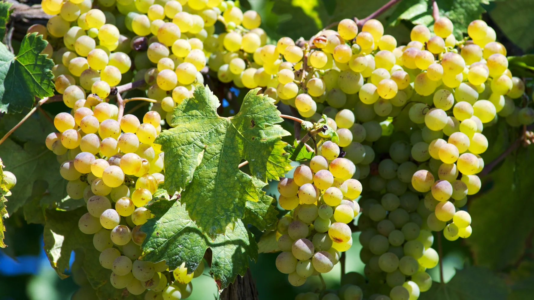 Vermentino druiven voor witte wijn aanbiedingen
