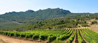 Vermentino wijngaard in de zon op Sardinië