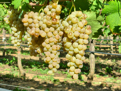 Volle trossen Vermentino di Gallura