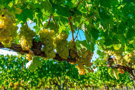 Vernaccia druiven keurig op een rijtje aan de rank