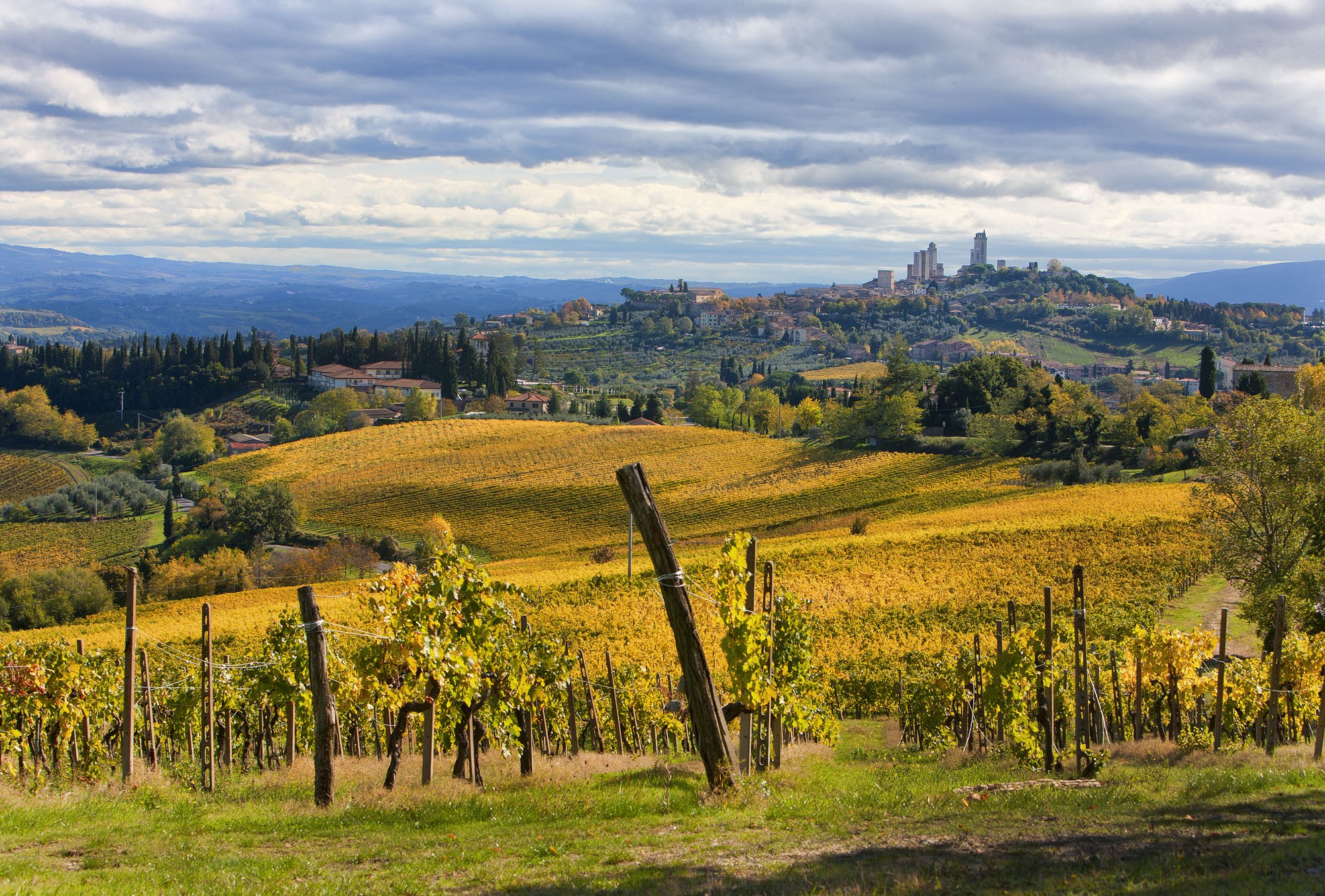 Vernaccia druiven aan de stok bij San Gimignano