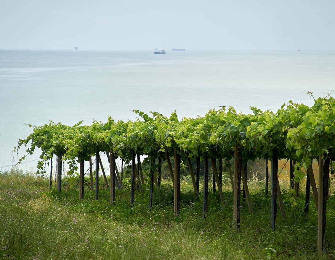 Wijngaarden van Fontamara aan zee in Abruzzo