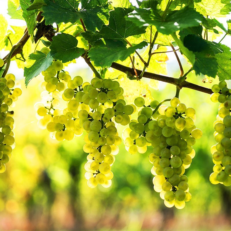 Pinot Bianco trossen in de avondzon