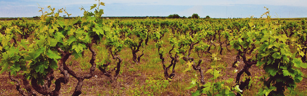 Wijngaarden van Produttori di Manduria uit Puglia
