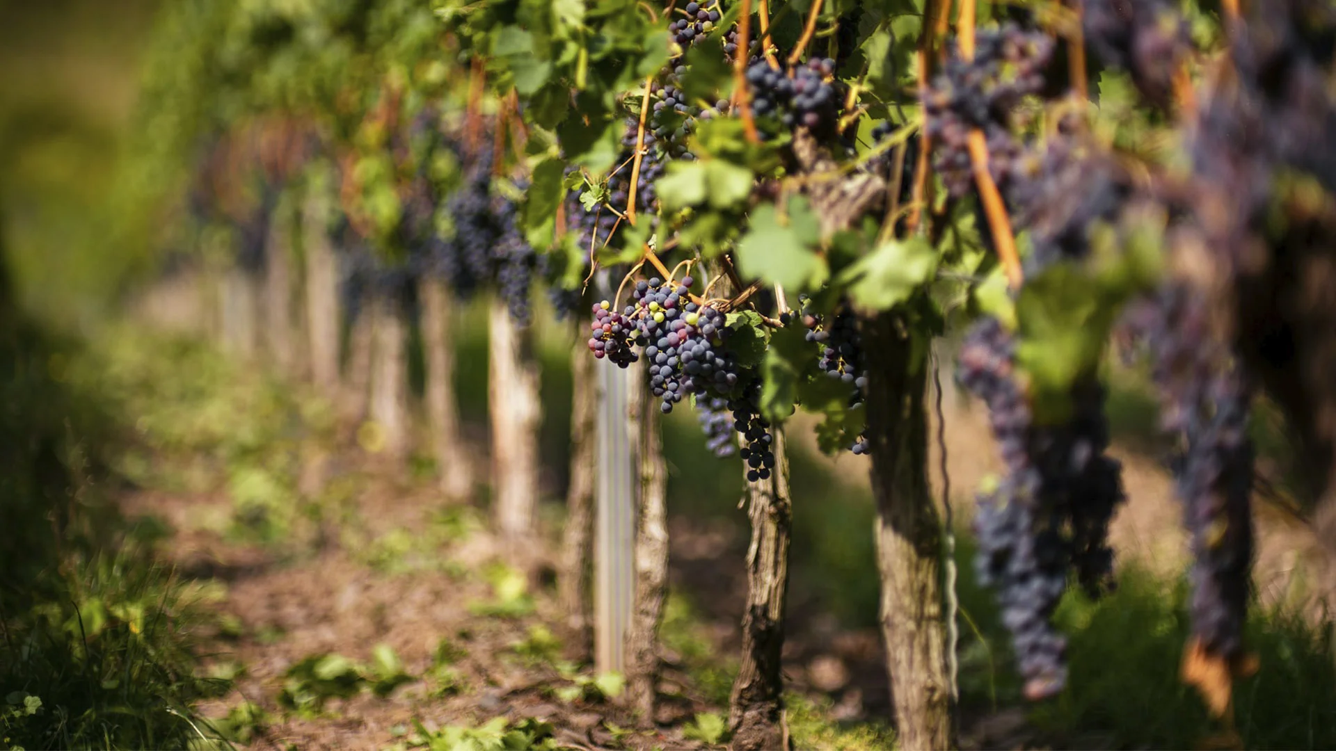 Wijngaard met Lambrusco druiven in Emilia Romagna