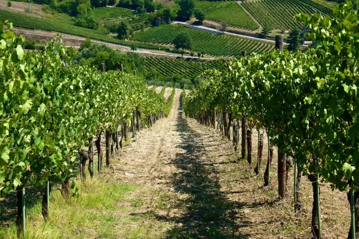 Wijngaard met Greco di Tufo stokken in de heuvels van Avellino