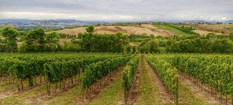 wijngaard met verdicchio druiven in de marken