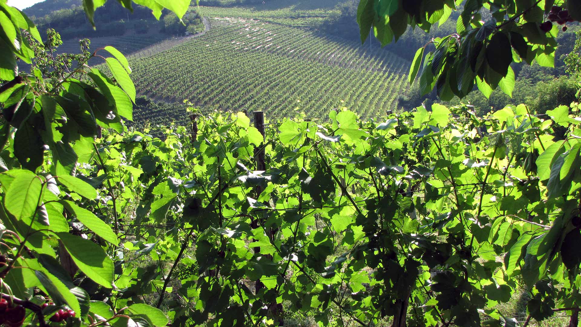 Wijngaard met Friulano-stokken in Friuli heuvels