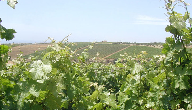 Wijngaard van Baglio San Vincenzo met uitzicht op olijfbomen en rond Menfi