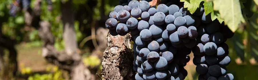 Rijpe Nerello Cappuccio druiven aan de stok op vulkanische bodem