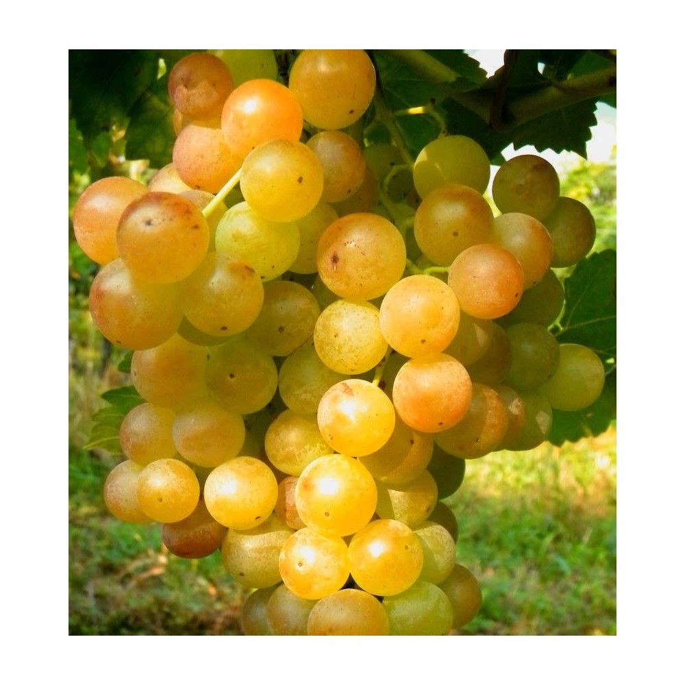 Tros rijpe Zibbibo druiven aan de stok