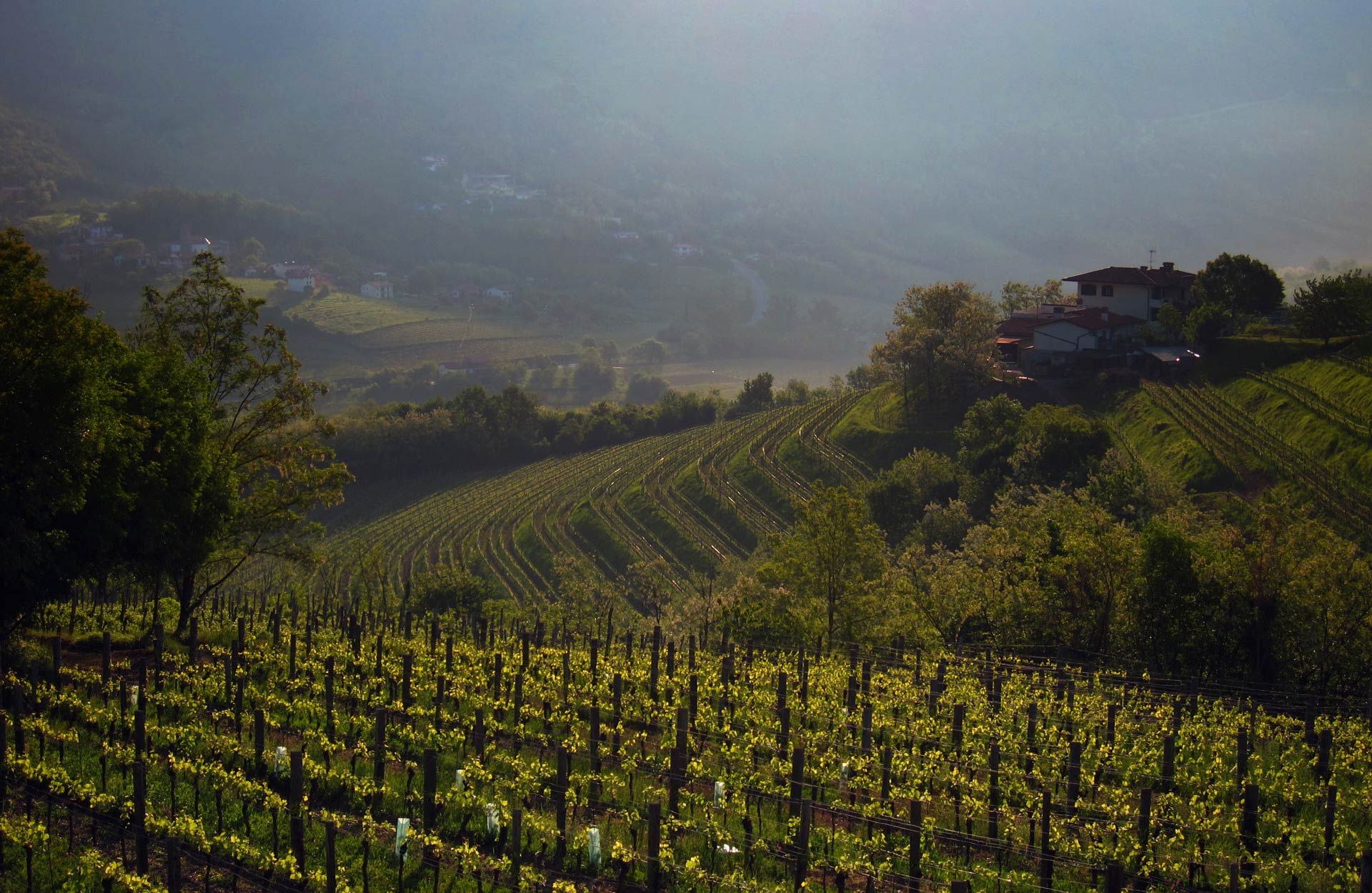 Wijngaarden van Il Carpino in de heuvels van Collio Friuli