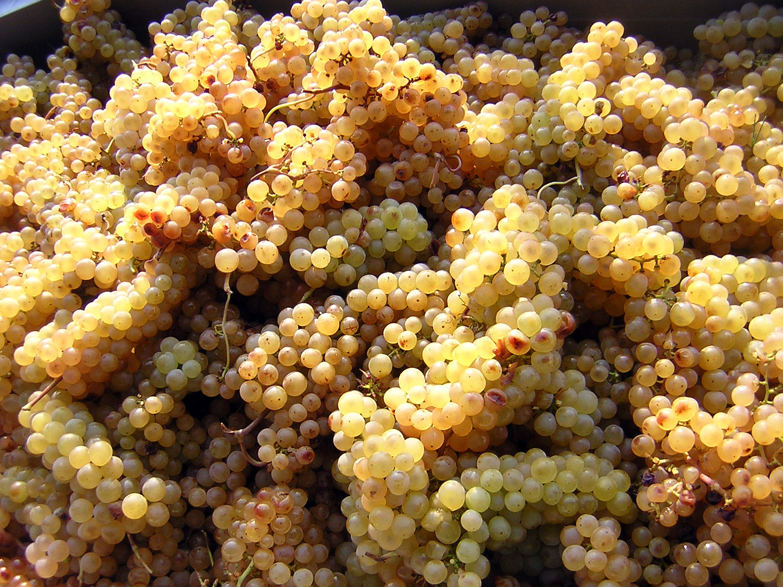 druiven van Il Carpino uit de heuvels van Collio Friuli