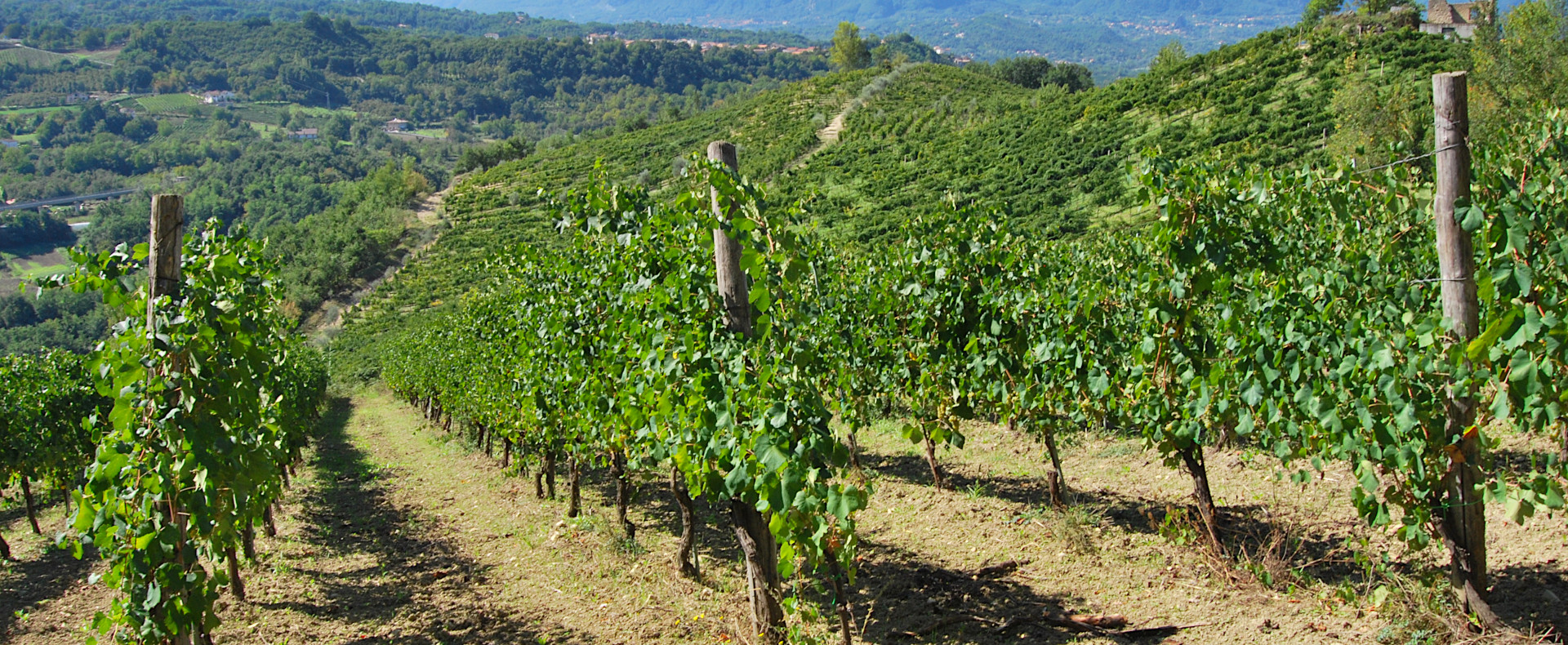 Wijnhuis Torricino Campanië – wijngaarden op heuvels rond Tufo
